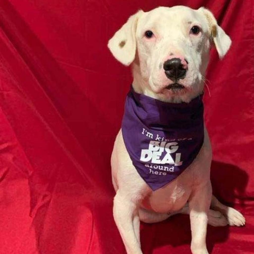 Gilley, an adoptable Dalmatian, Australian Cattle Dog / Blue Heeler in Wadena, MN, 56482 | Photo Image 4