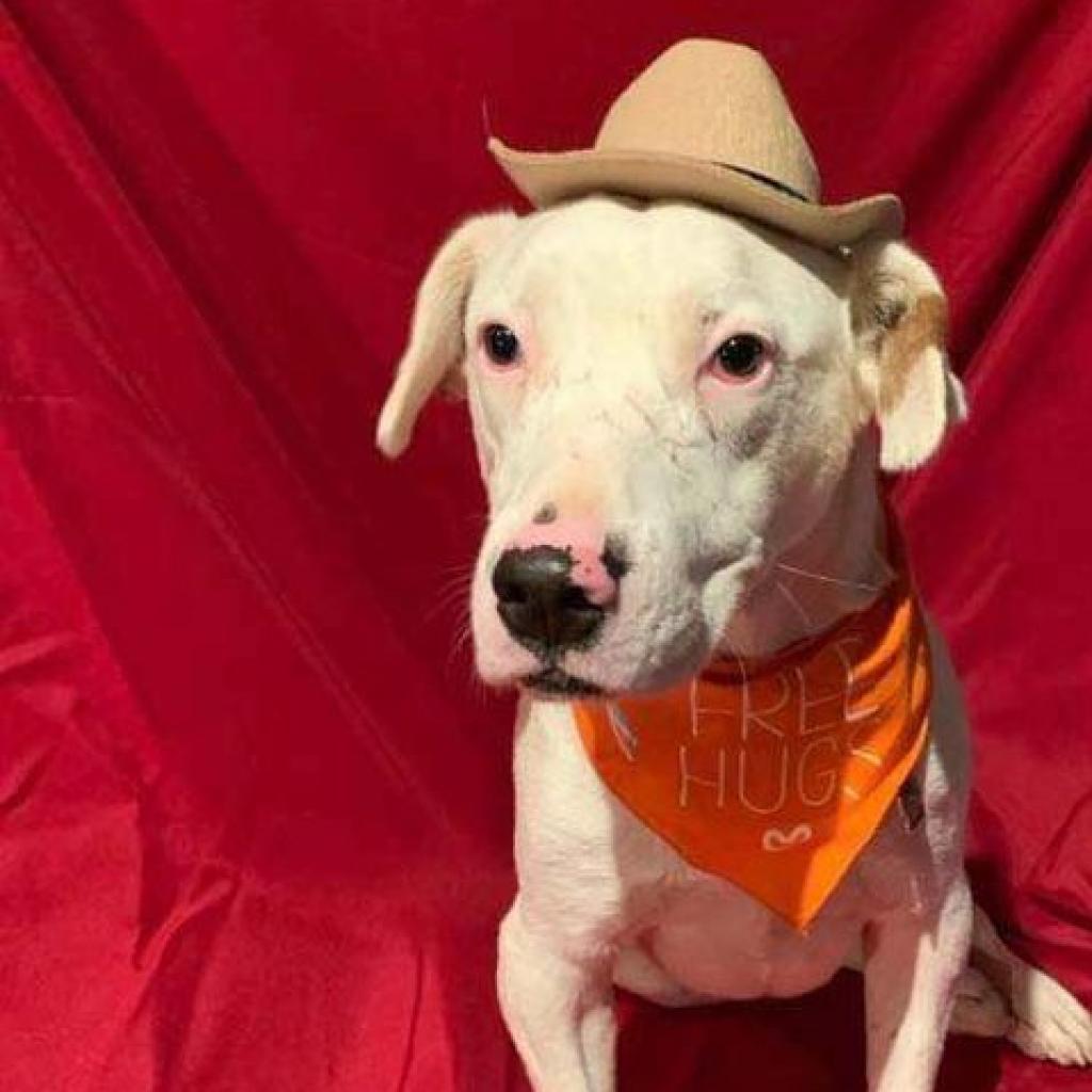Gilley, an adoptable Dalmatian, Australian Cattle Dog / Blue Heeler in Wadena, MN, 56482 | Photo Image 5