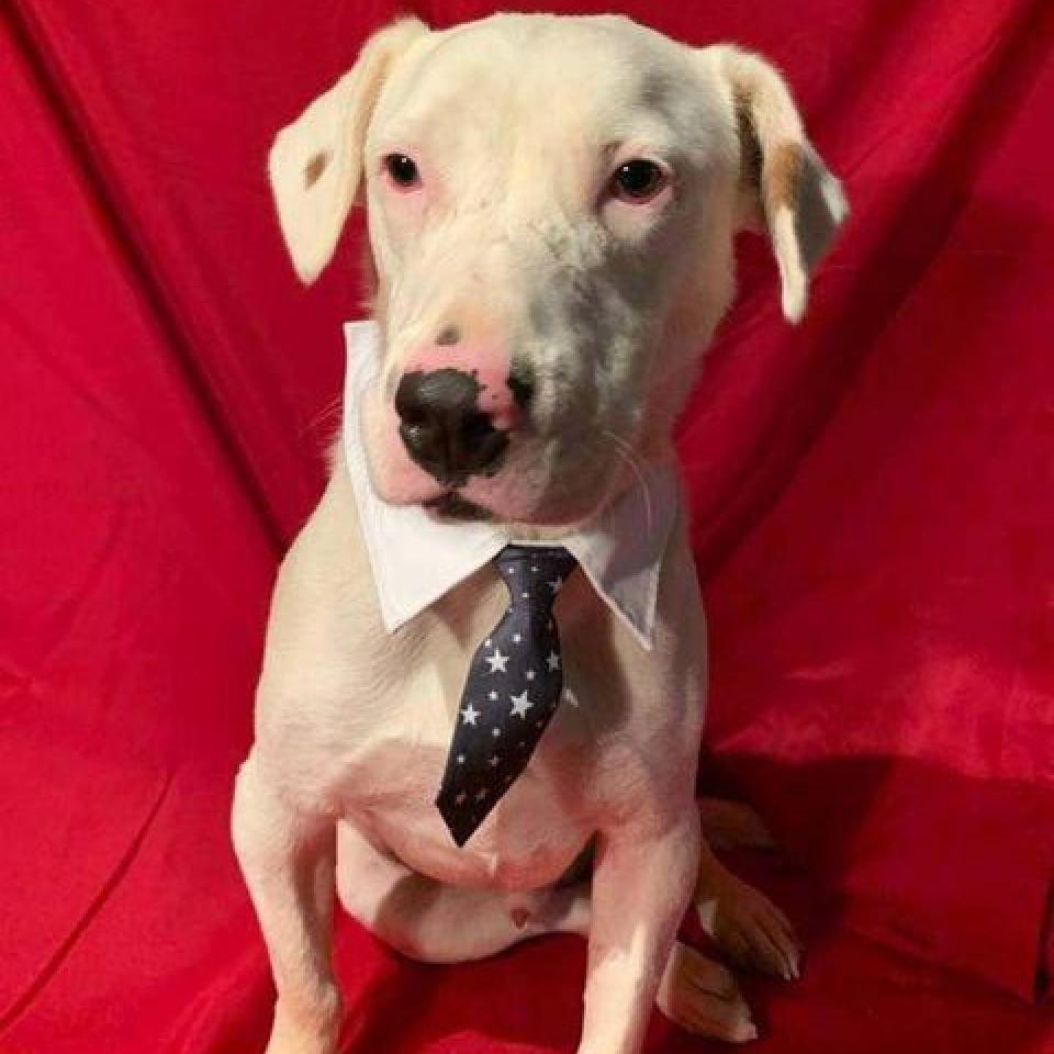 Gilley, an adoptable Dalmatian, Australian Cattle Dog / Blue Heeler in Wadena, MN, 56482 | Photo Image 6