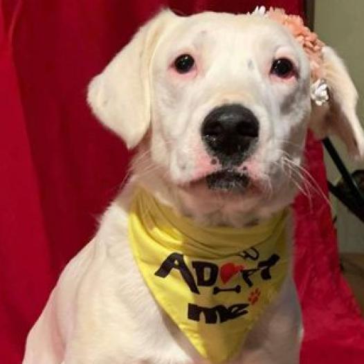 Calllie, an adoptable Dalmatian, Australian Cattle Dog / Blue Heeler in Wadena, MN, 56482 | Photo Image 1