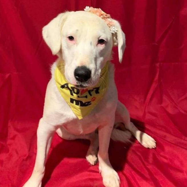 Calllie, an adoptable Dalmatian, Australian Cattle Dog / Blue Heeler in Wadena, MN, 56482 | Photo Image 2