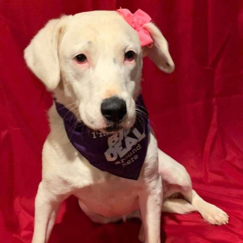 Calllie, an adoptable Dalmatian, Australian Cattle Dog / Blue Heeler in Wadena, MN, 56482 | Photo Image 3