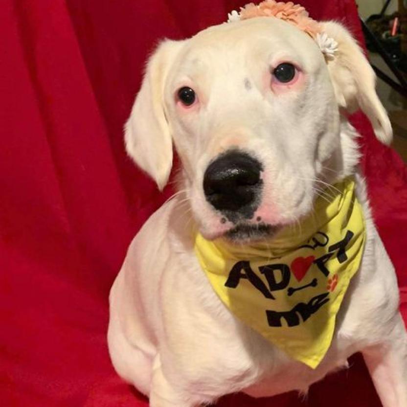 Calllie, an adoptable Dalmatian, Australian Cattle Dog / Blue Heeler in Wadena, MN, 56482 | Photo Image 4