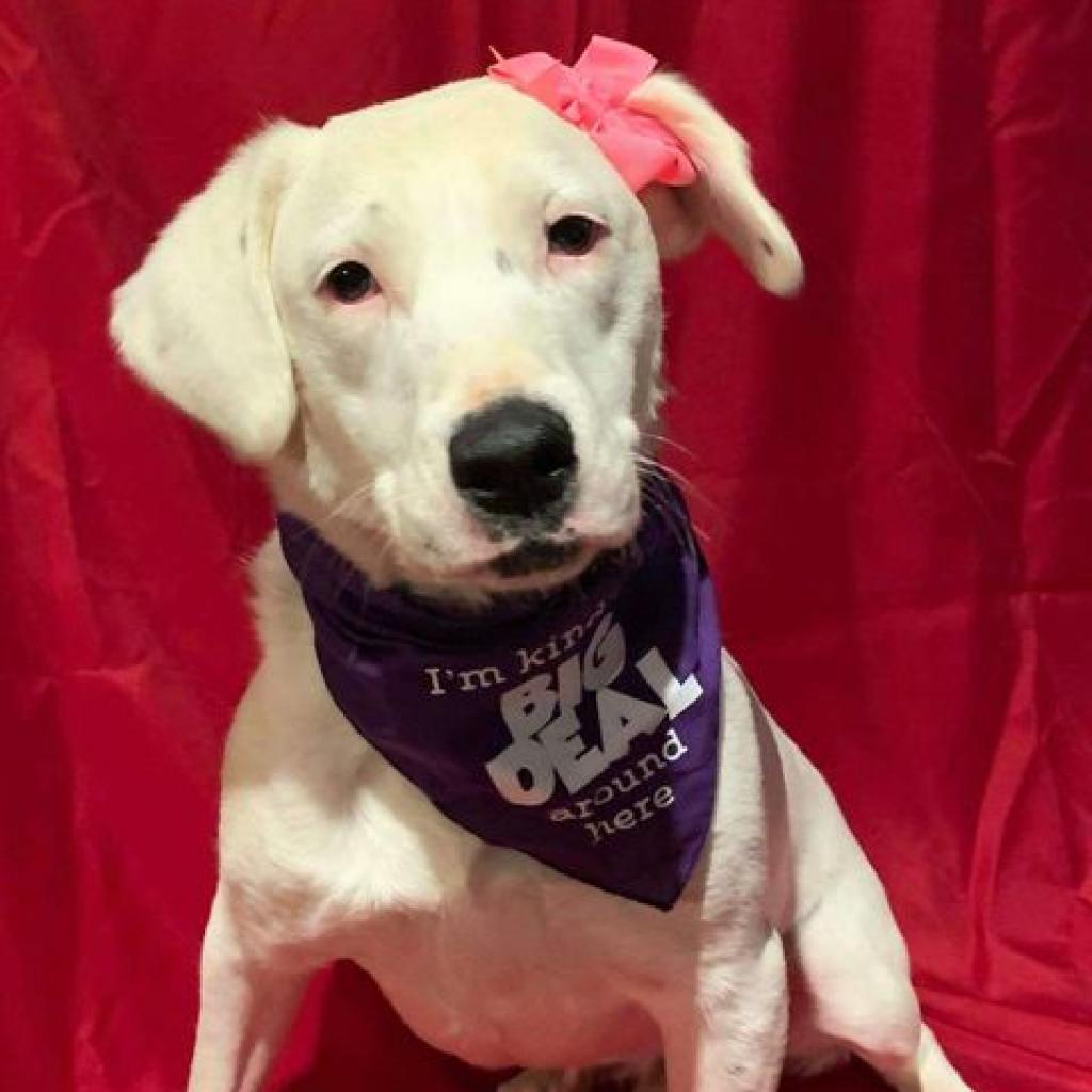 Calllie, an adoptable Dalmatian, Australian Cattle Dog / Blue Heeler in Wadena, MN, 56482 | Photo Image 5