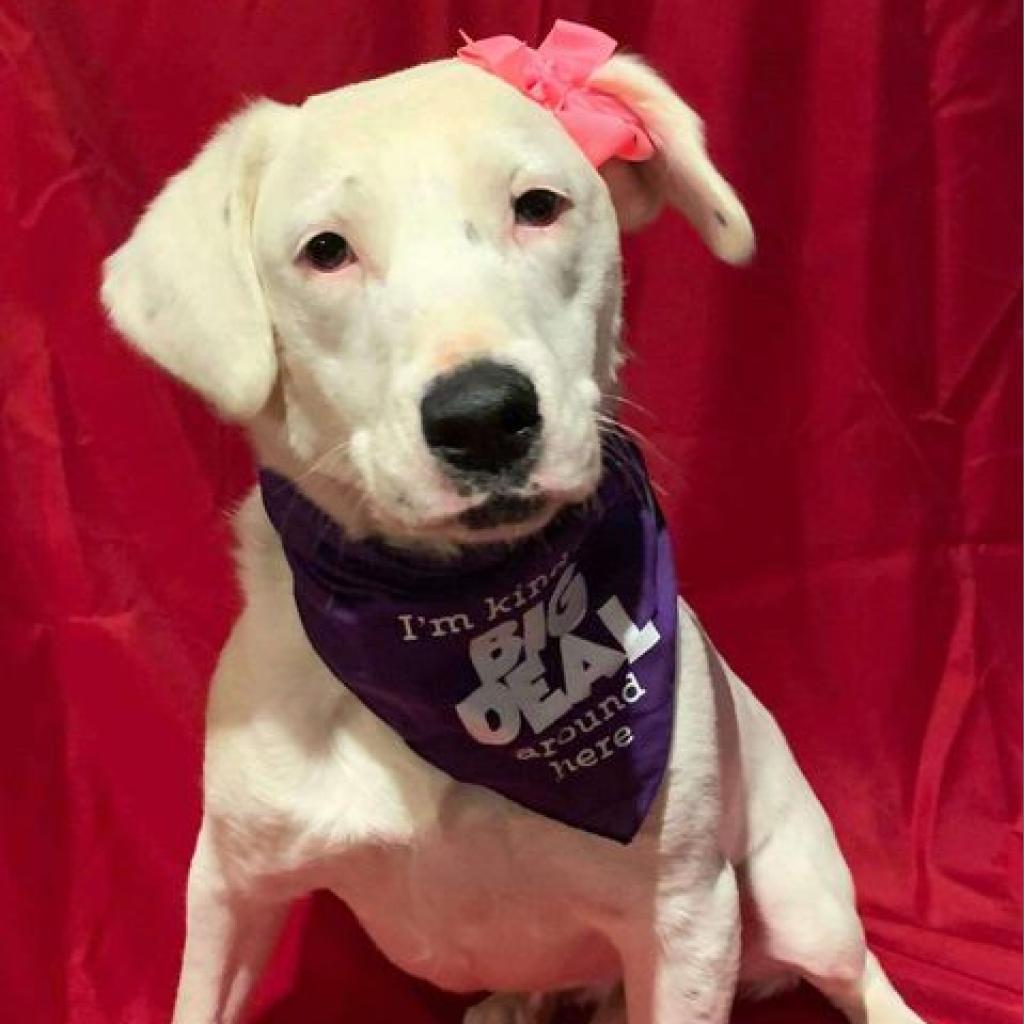Calllie, an adoptable Dalmatian, Australian Cattle Dog / Blue Heeler in Wadena, MN, 56482 | Photo Image 6
