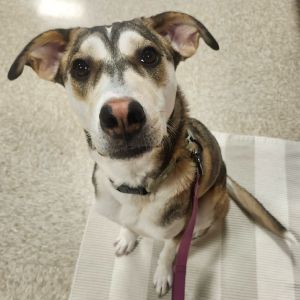 Papaya, Young Female Mixed Breed