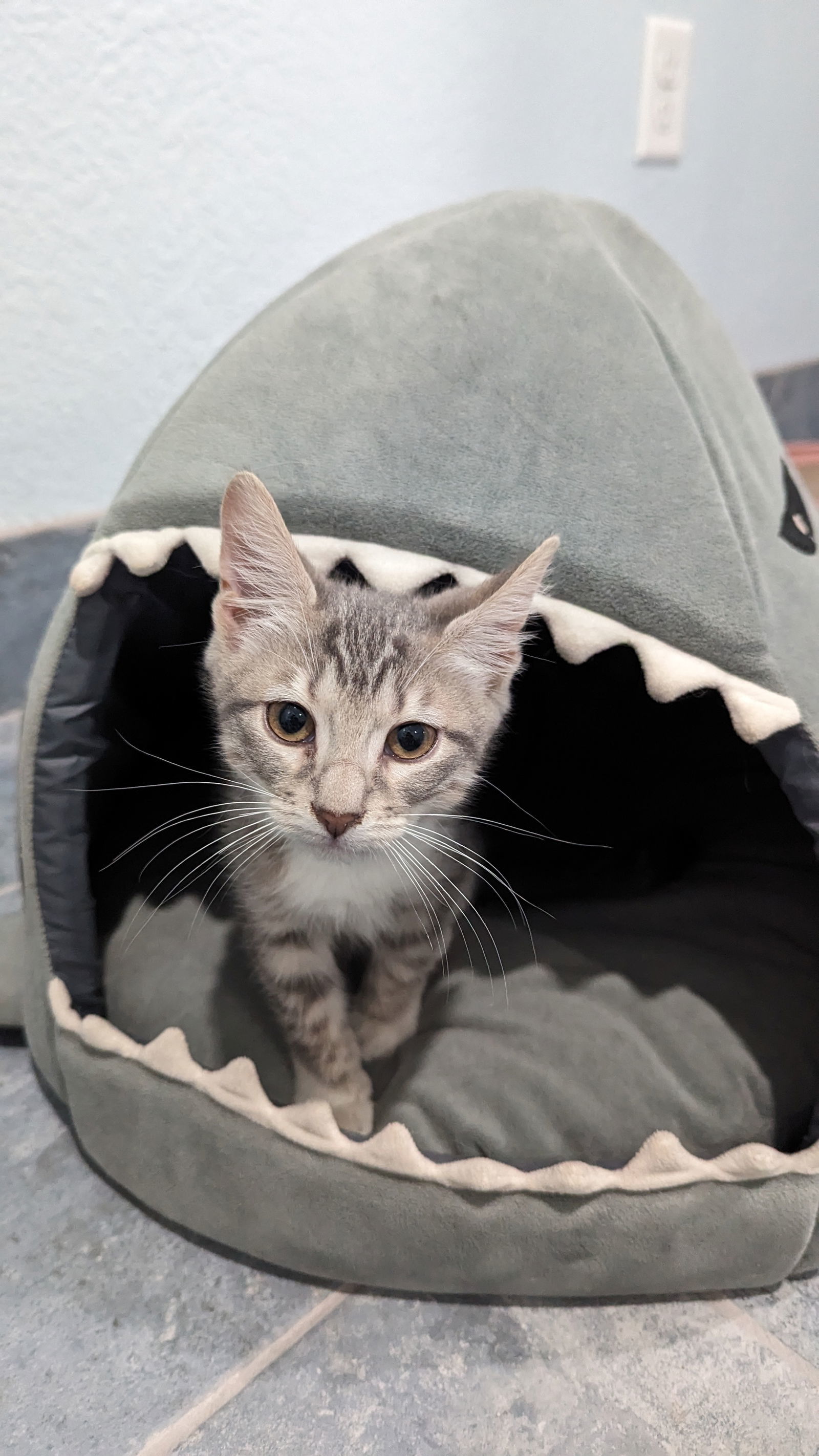 Matilda, an adoptable Domestic Short Hair, Tabby in Pensacola, FL, 32501 | Photo Image 2