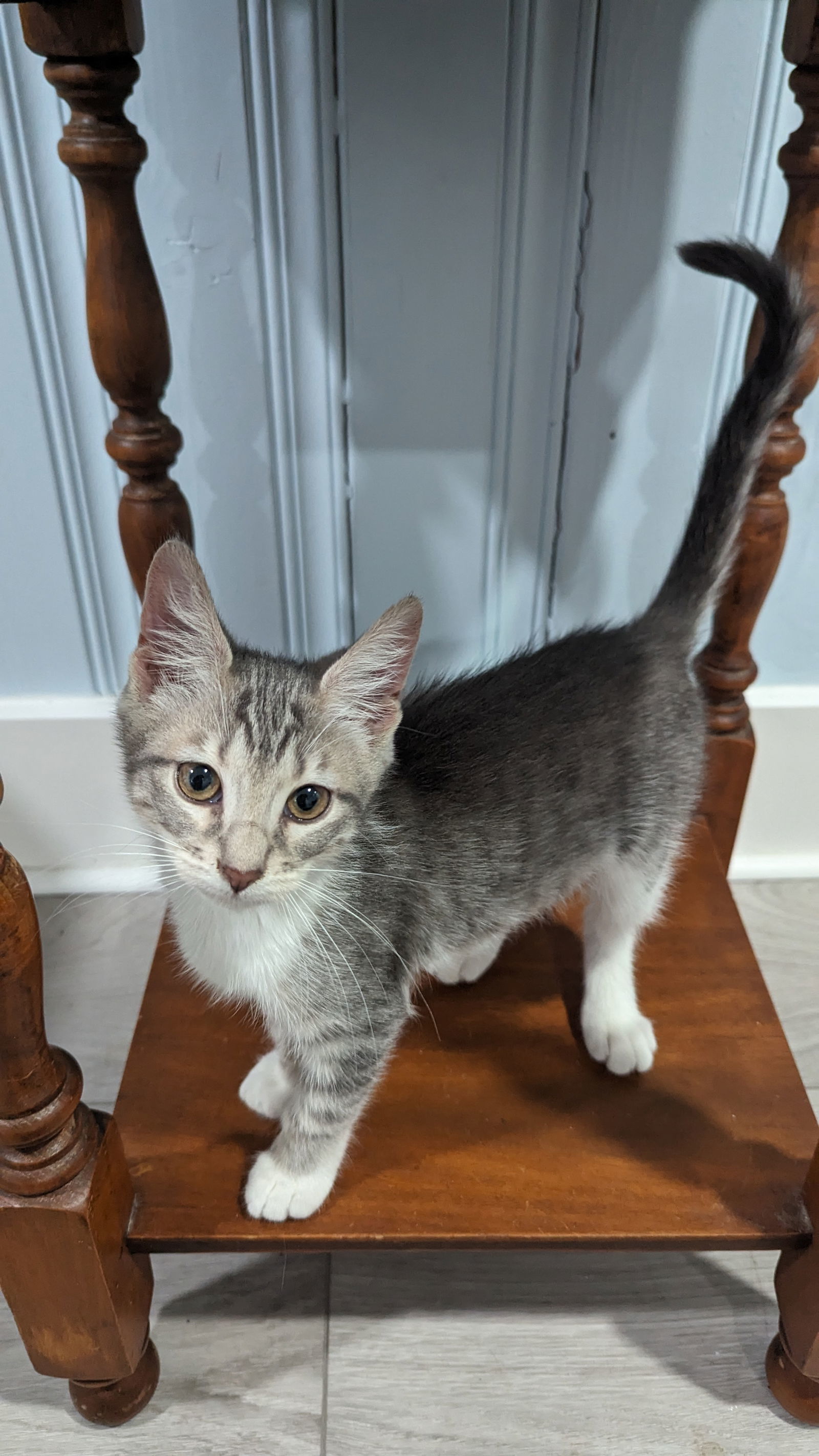 Matilda, an adoptable Domestic Short Hair, Tabby in Pensacola, FL, 32501 | Photo Image 3