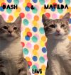 Dash photo 1