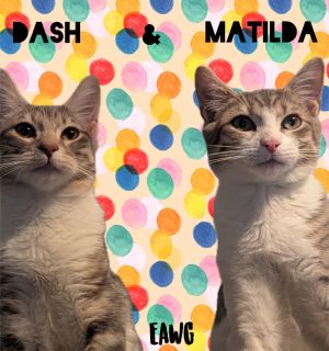 Dash, Young Male Tabby