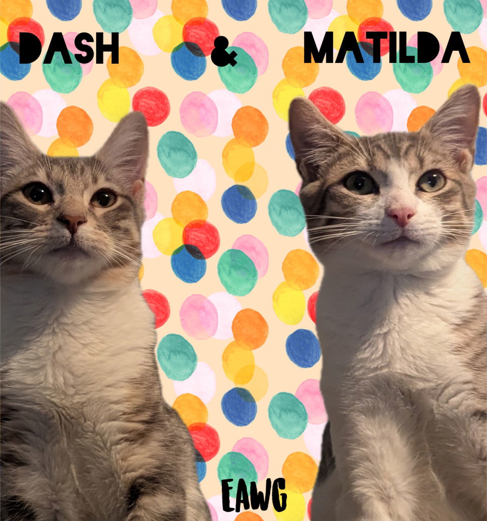 Dash, an adoptable Tabby, Domestic Short Hair in Pensacola, FL, 32501 | Photo Image 1