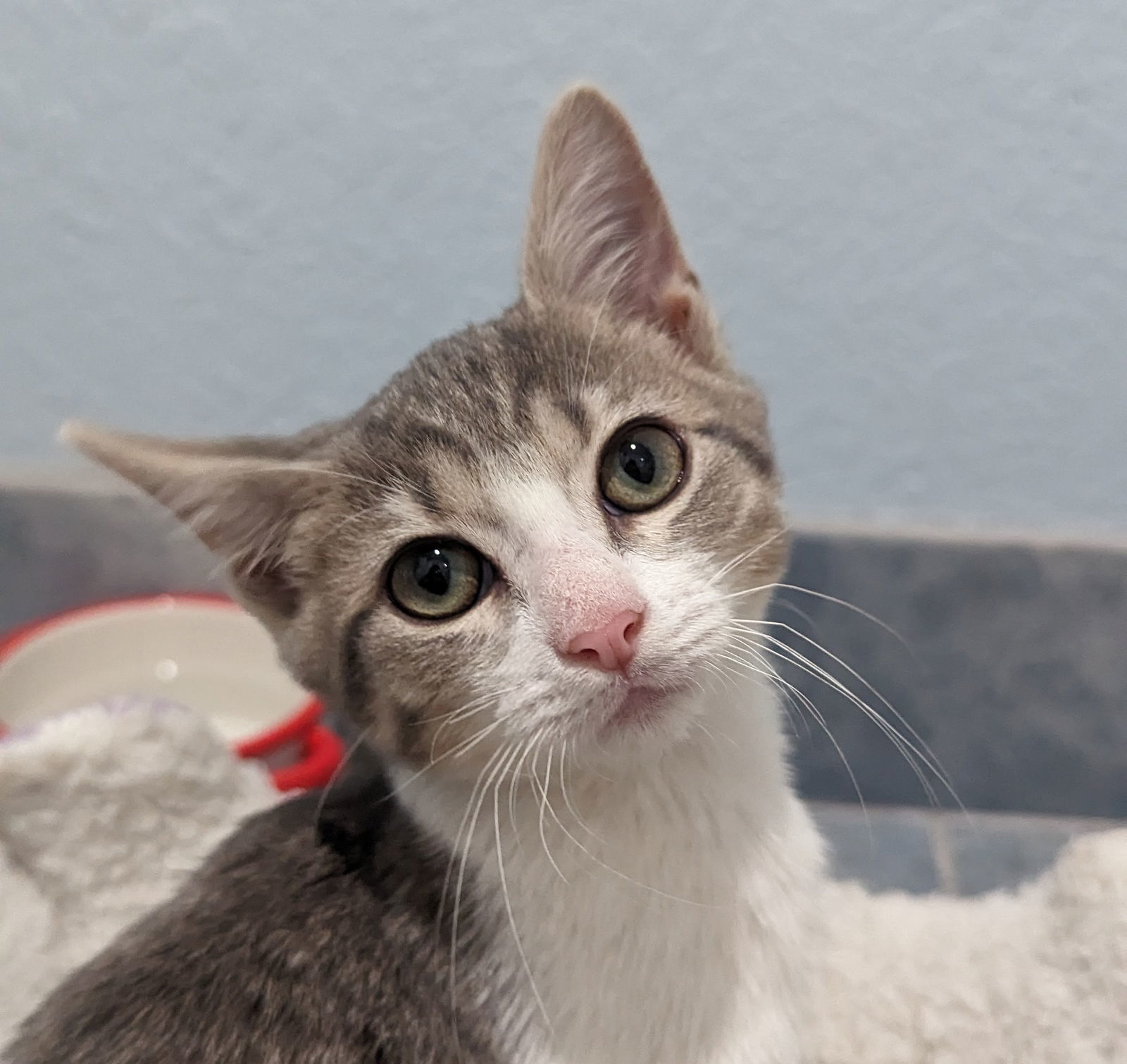 Dash, an adoptable Tabby, Domestic Short Hair in Pensacola, FL, 32501 | Photo Image 2