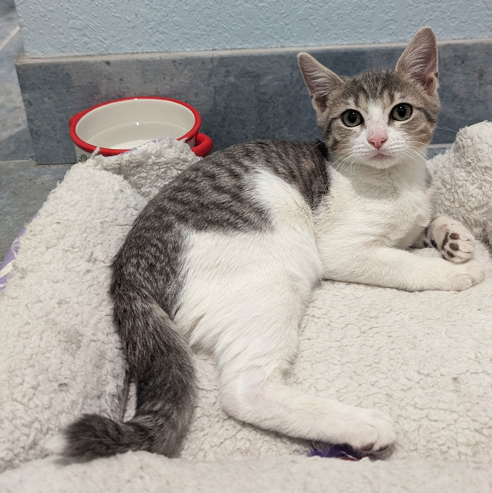 Dash, an adoptable Tabby, Domestic Short Hair in Pensacola, FL, 32501 | Photo Image 3