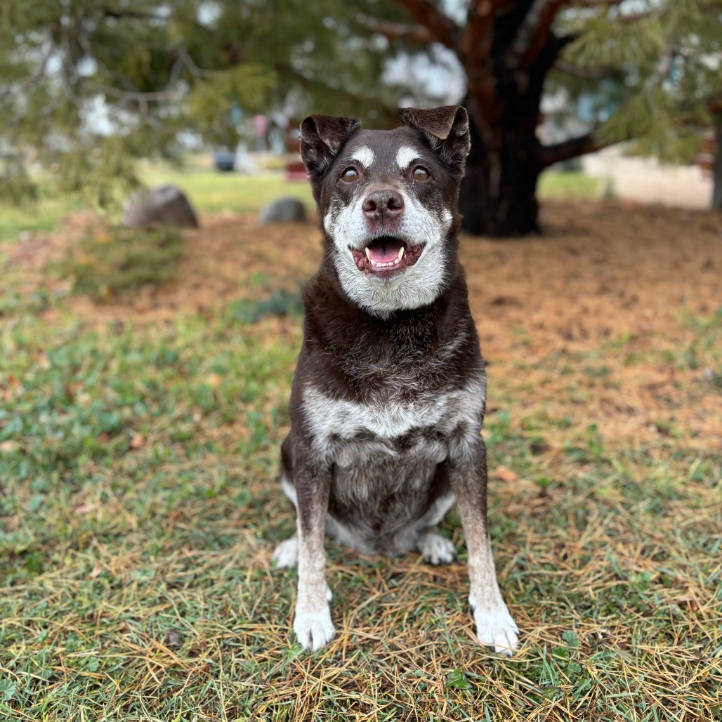 Karma--In Foster, an adoptable Labrador Retriever in Fargo, ND, 58102 | Photo Image 1