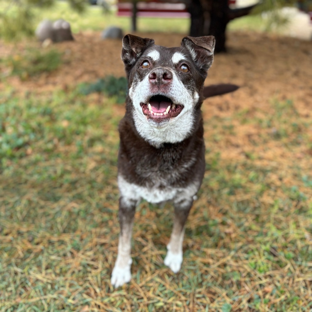 Karma--In Foster, an adoptable Labrador Retriever in Fargo, ND, 58102 | Photo Image 2