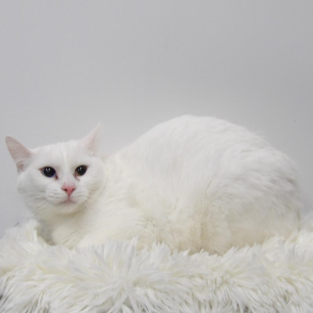 Lakelyn, an adoptable Domestic Short Hair in Great Falls, MT, 59404 | Photo Image 1