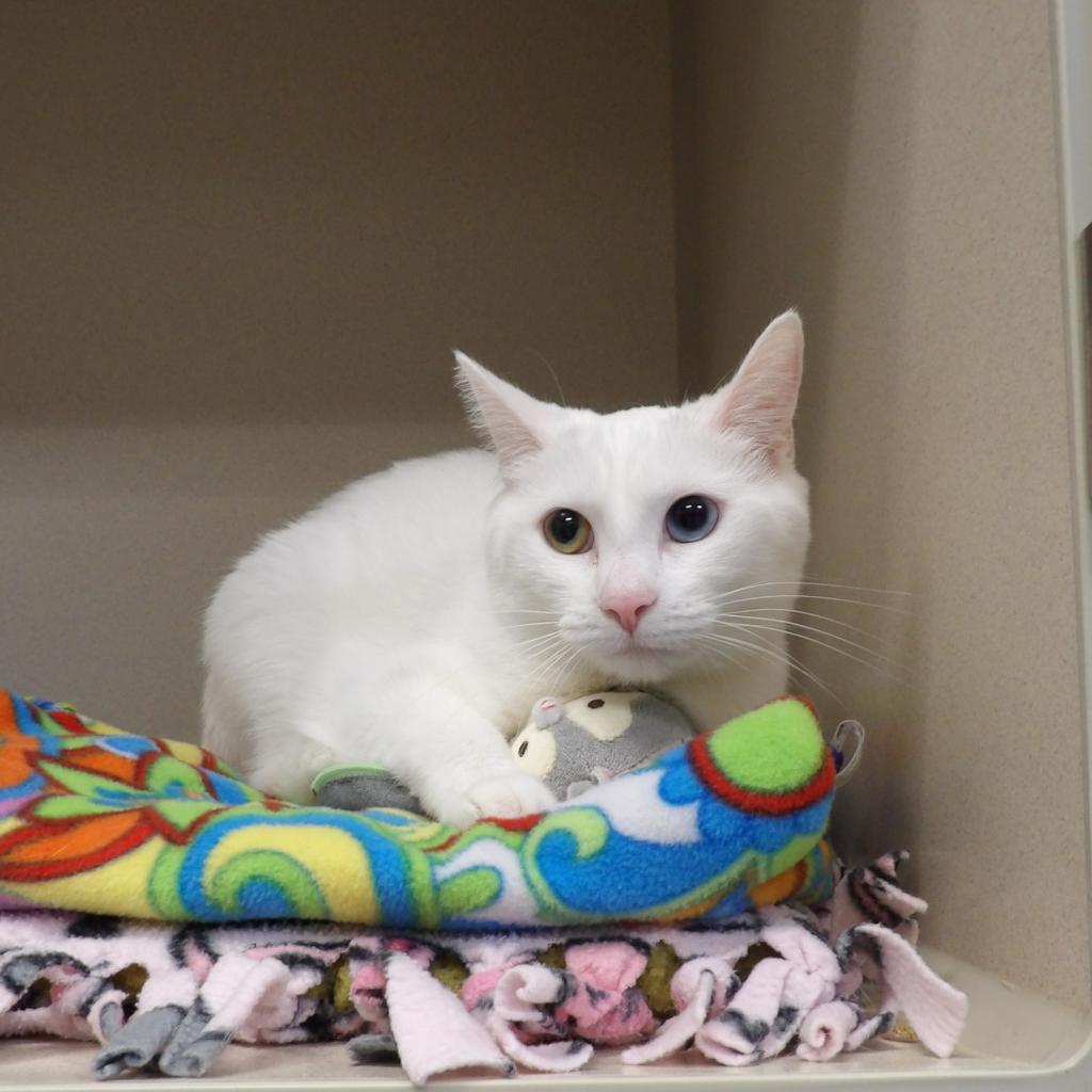 Brooks, an adoptable Domestic Short Hair in Great Falls, MT, 59404 | Photo Image 1