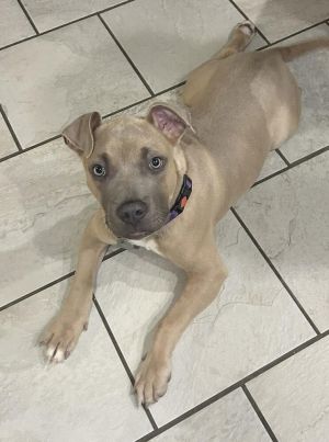 You can fill out an adoption application online on our official websiteRobbie GA-2 is a male mixe
