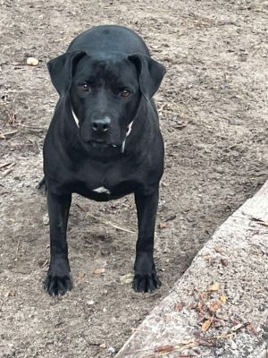 Cali is a sweet girl once found wandering the countryside in a near by county She was in a foster