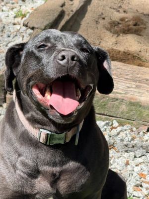 Cali is a sweet girl once found wandering the countryside in a near by county She was in a foster