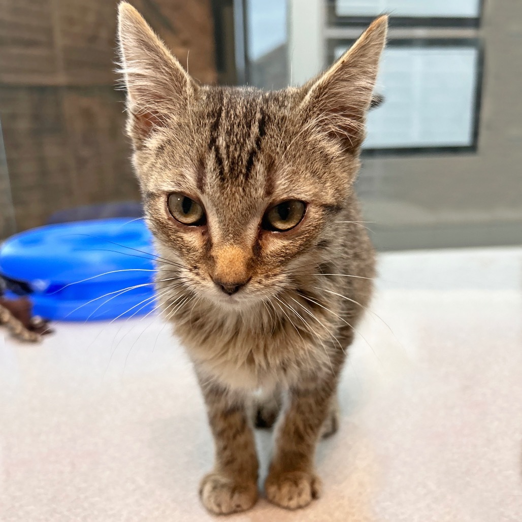 Brad Kitt, an adoptable Domestic Short Hair in Hailey, ID, 83333 | Photo Image 1