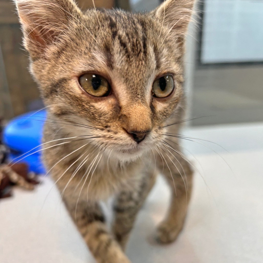 Brad Kitt, an adoptable Domestic Short Hair in Hailey, ID, 83333 | Photo Image 2