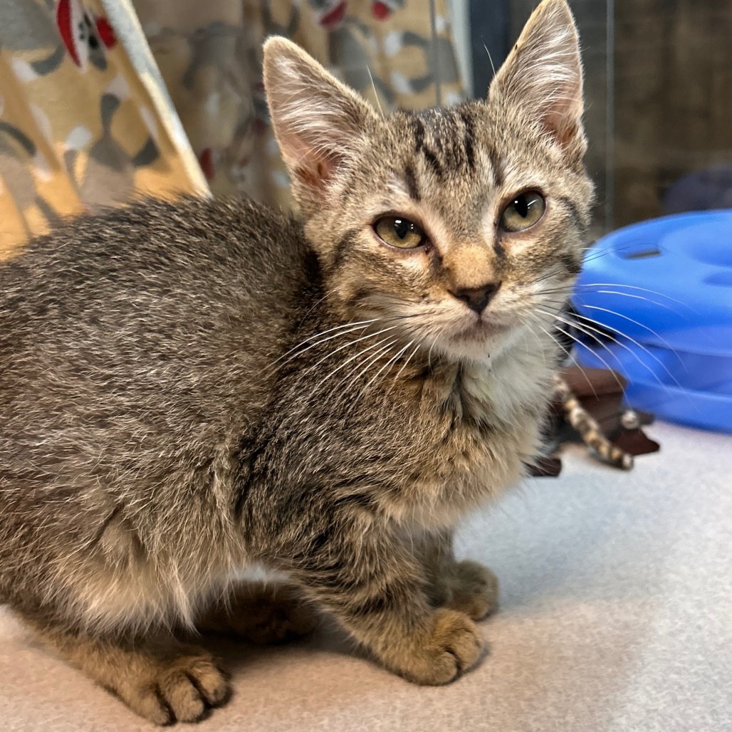 Brad Kitt, an adoptable Domestic Short Hair in Hailey, ID, 83333 | Photo Image 3