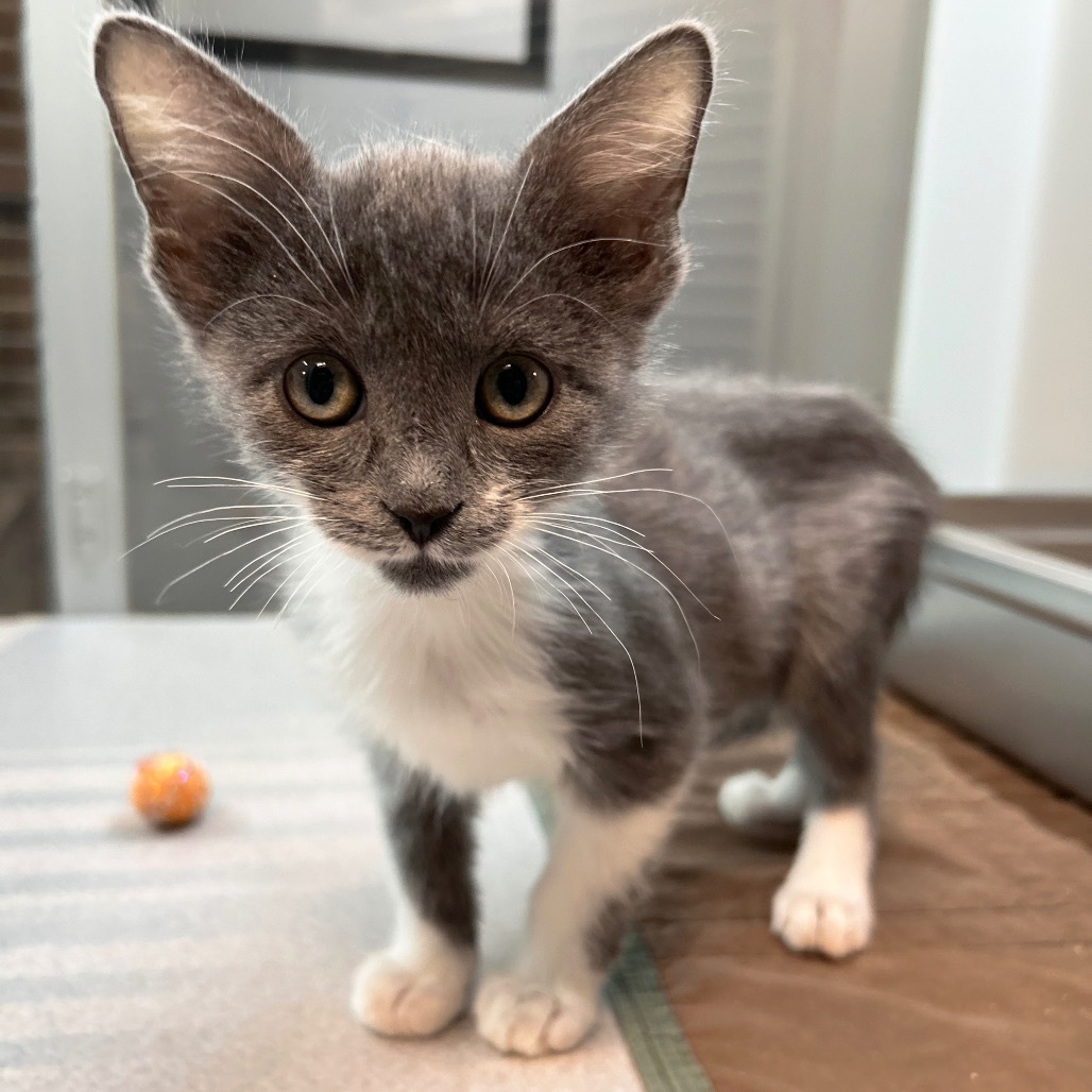 Atlas, an adoptable Domestic Short Hair in Hailey, ID, 83333 | Photo Image 1