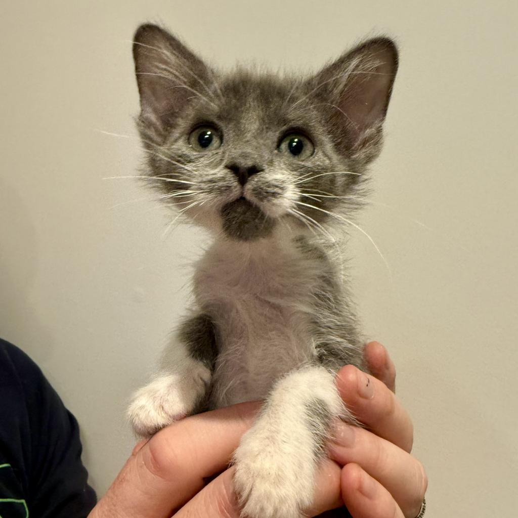 Atlas, an adoptable Domestic Short Hair in Hailey, ID, 83333 | Photo Image 2