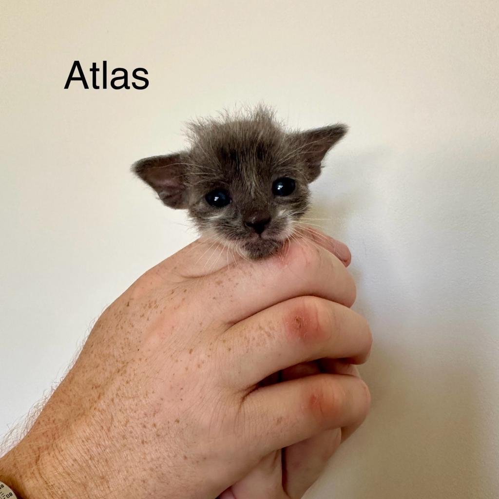 Atlas, an adoptable Domestic Short Hair in Hailey, ID, 83333 | Photo Image 3