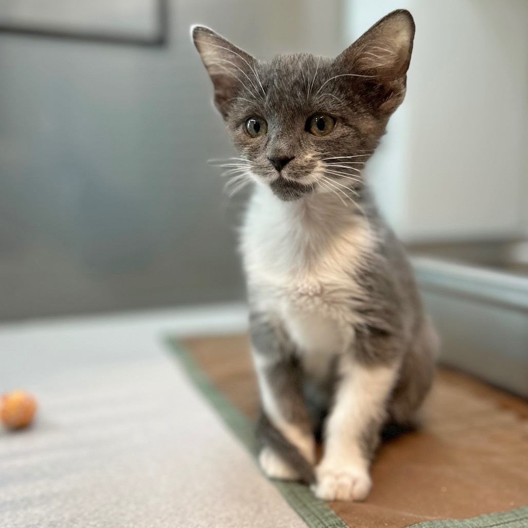 Atlas, an adoptable Domestic Short Hair in Hailey, ID, 83333 | Photo Image 4