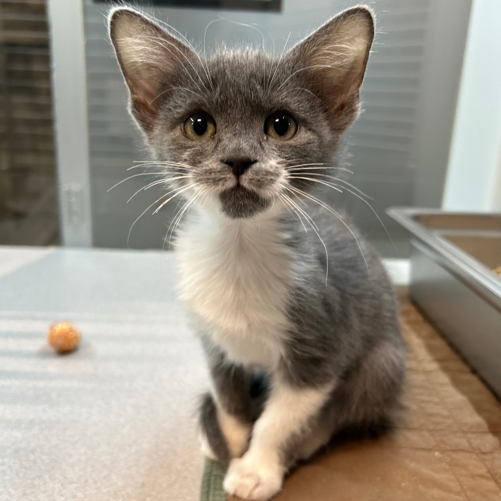 Atlas, an adoptable Domestic Short Hair in Hailey, ID, 83333 | Photo Image 5