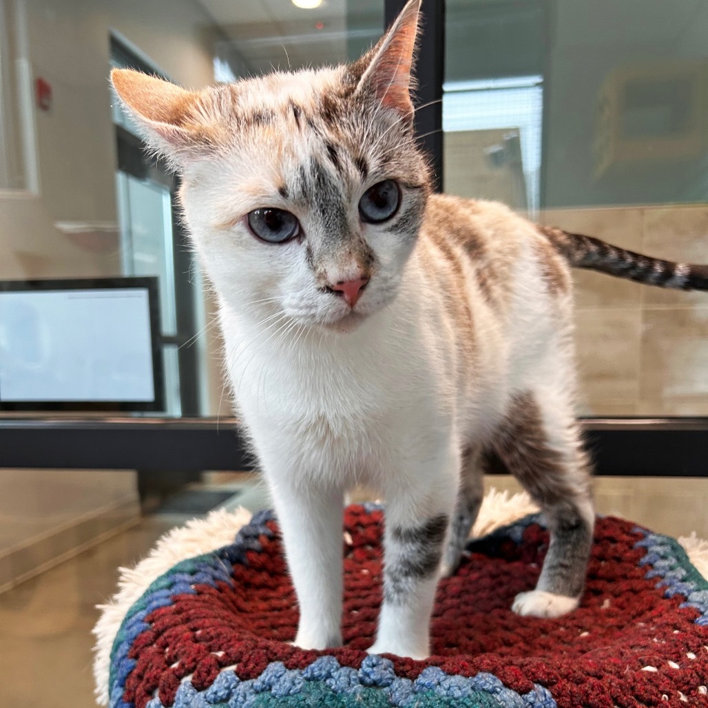 Fern, an adoptable Domestic Short Hair in Hailey, ID, 83333 | Photo Image 2