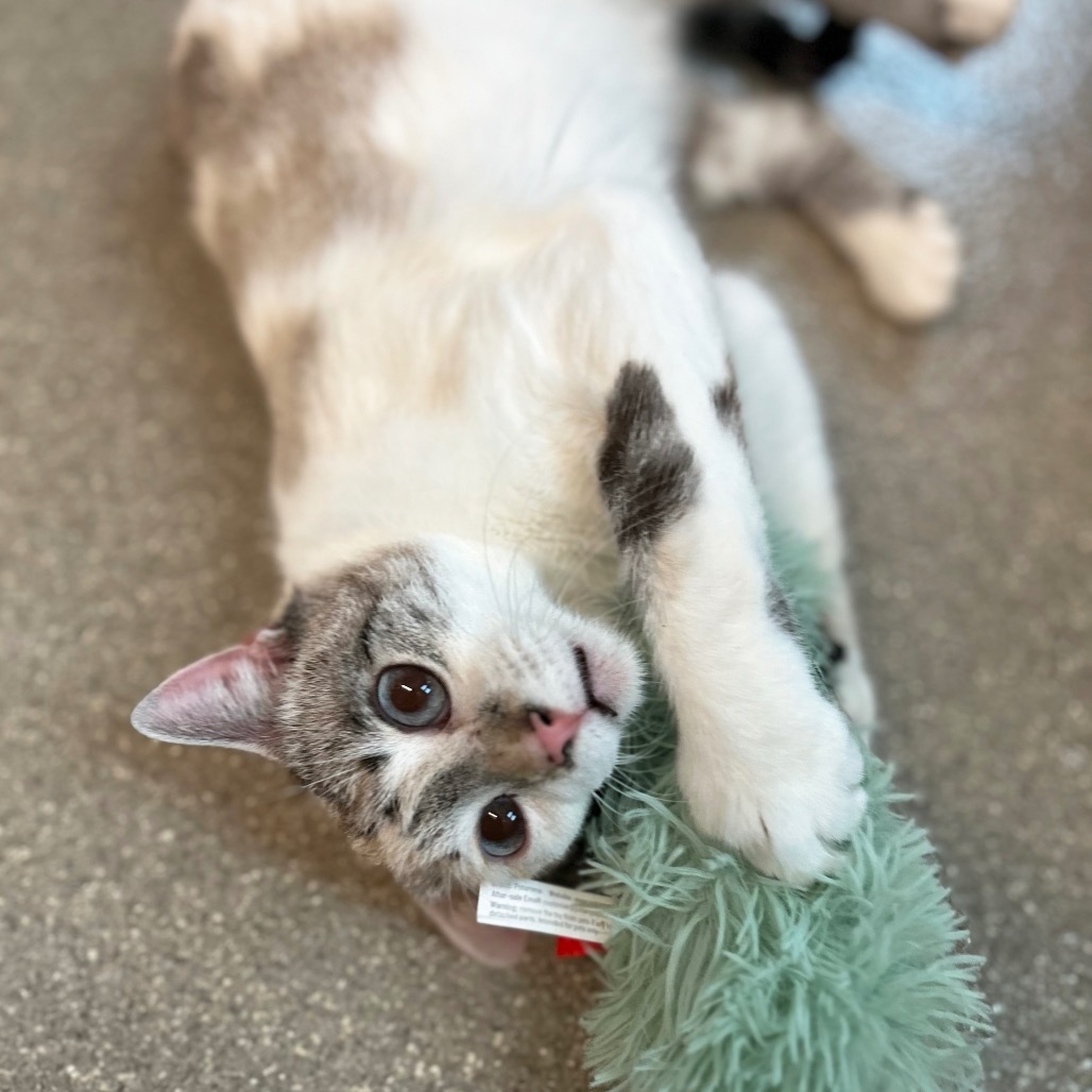 Fern, an adoptable Domestic Short Hair in Hailey, ID, 83333 | Photo Image 3