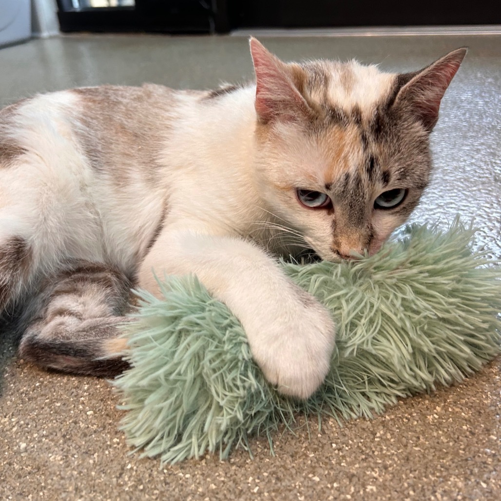 Fern, an adoptable Domestic Short Hair in Hailey, ID, 83333 | Photo Image 4