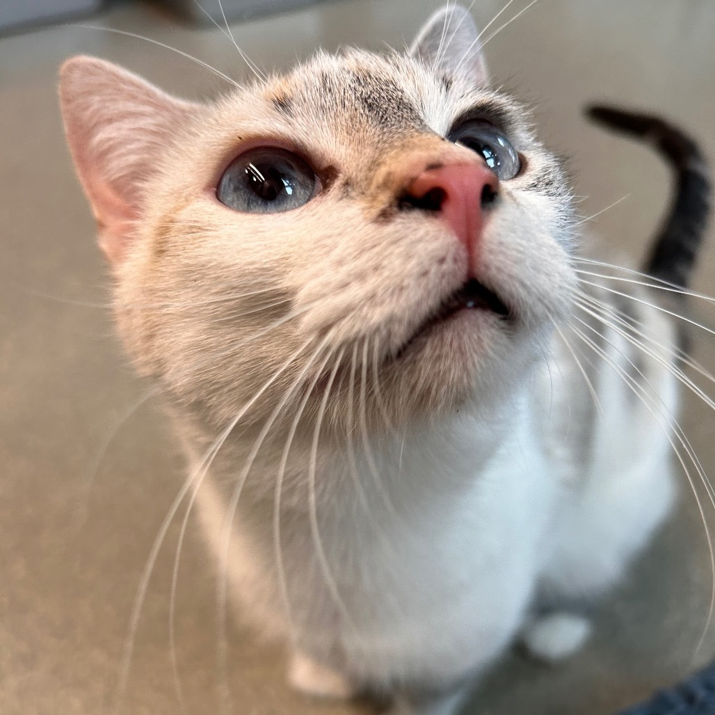 Fern, an adoptable Domestic Short Hair in Hailey, ID, 83333 | Photo Image 5