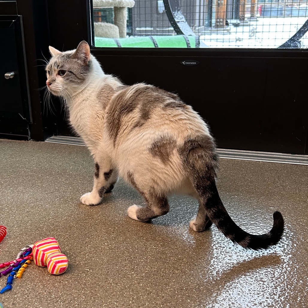 Fern, an adoptable Domestic Short Hair in Hailey, ID, 83333 | Photo Image 6