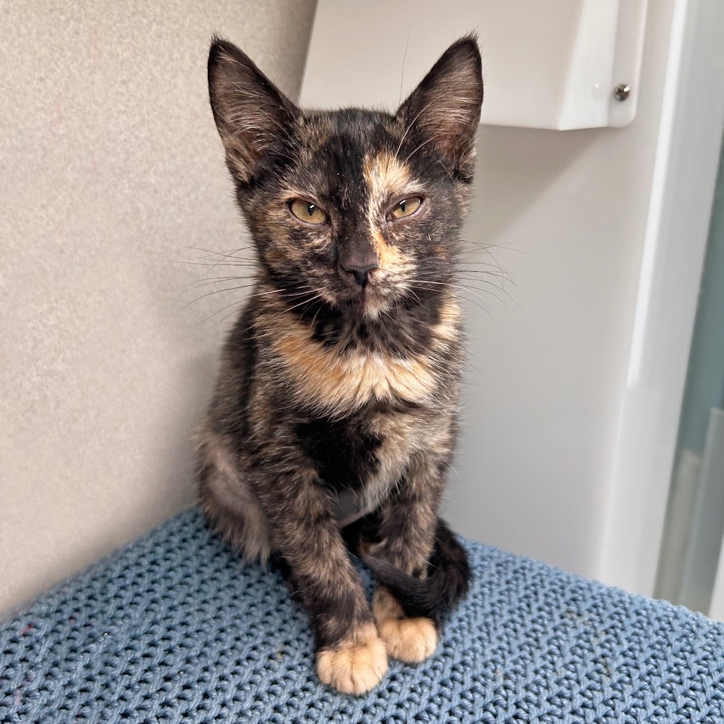 Kitty Purry, an adoptable Domestic Short Hair in Hailey, ID, 83333 | Photo Image 1