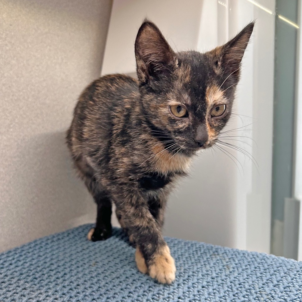 Kitty Purry, an adoptable Domestic Short Hair in Hailey, ID, 83333 | Photo Image 2