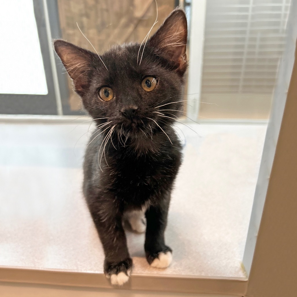 Phoenix, an adoptable Domestic Short Hair in Hailey, ID, 83333 | Photo Image 1