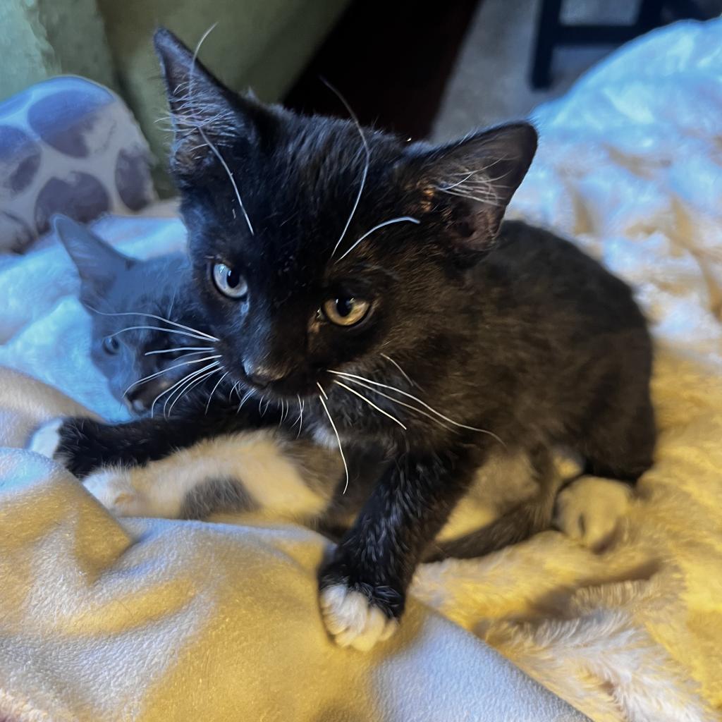 Phoenix, an adoptable Domestic Short Hair in Hailey, ID, 83333 | Photo Image 3