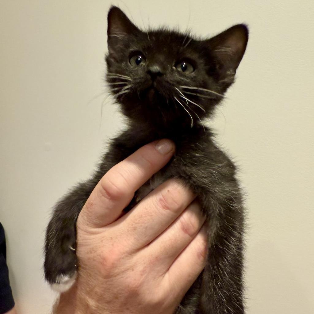 Phoenix, an adoptable Domestic Short Hair in Hailey, ID, 83333 | Photo Image 4