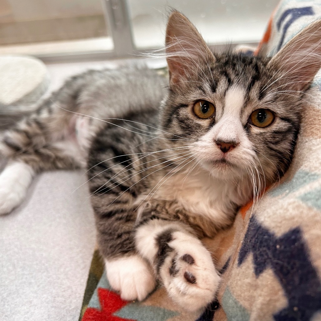 Veronicat, an adoptable Domestic Short Hair in Hailey, ID, 83333 | Photo Image 1