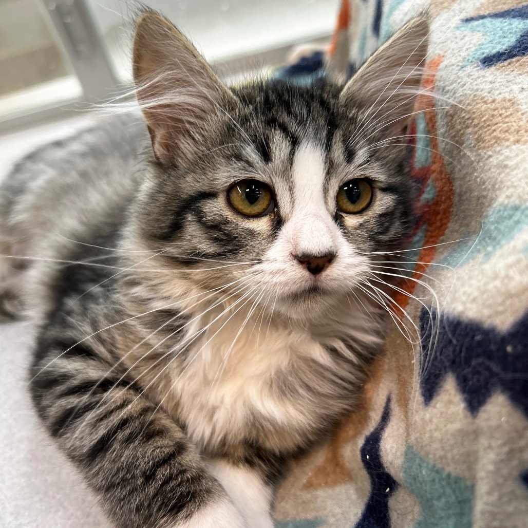 Veronicat, an adoptable Domestic Short Hair in Hailey, ID, 83333 | Photo Image 2