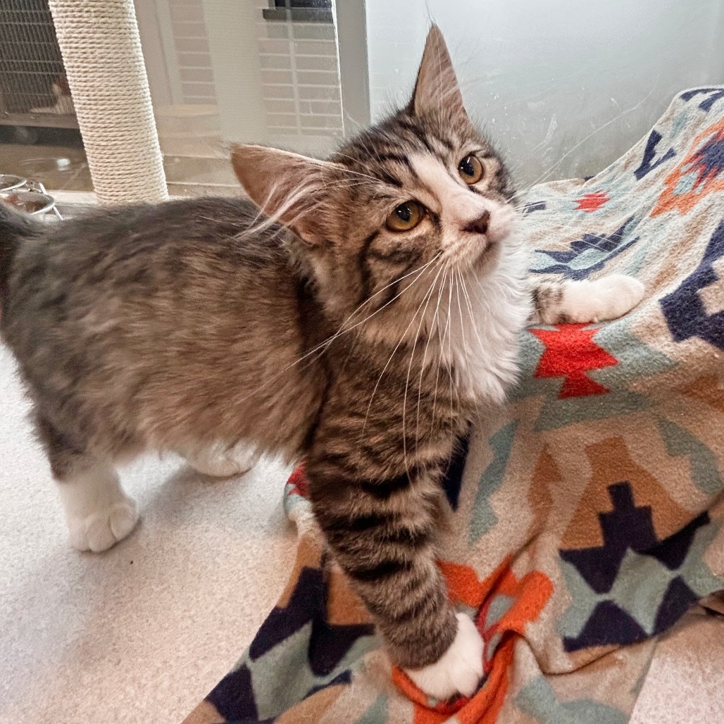 Veronicat, an adoptable Domestic Short Hair in Hailey, ID, 83333 | Photo Image 3