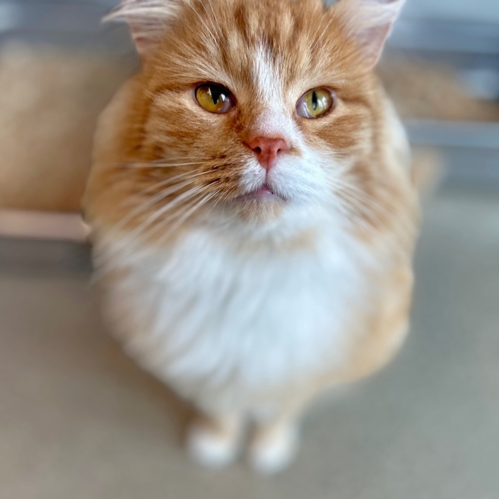 Punkin Pie, an adoptable Domestic Long Hair in Hailey, ID, 83333 | Photo Image 1