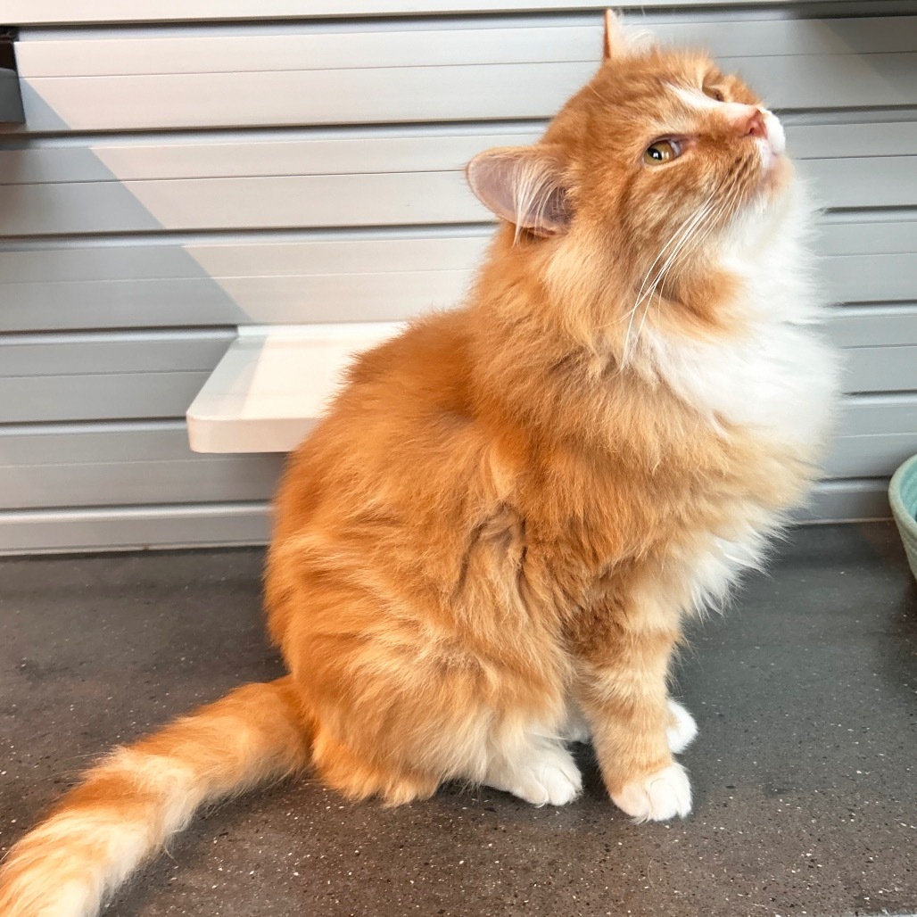 Punkin Pie, an adoptable Domestic Long Hair in Hailey, ID, 83333 | Photo Image 2