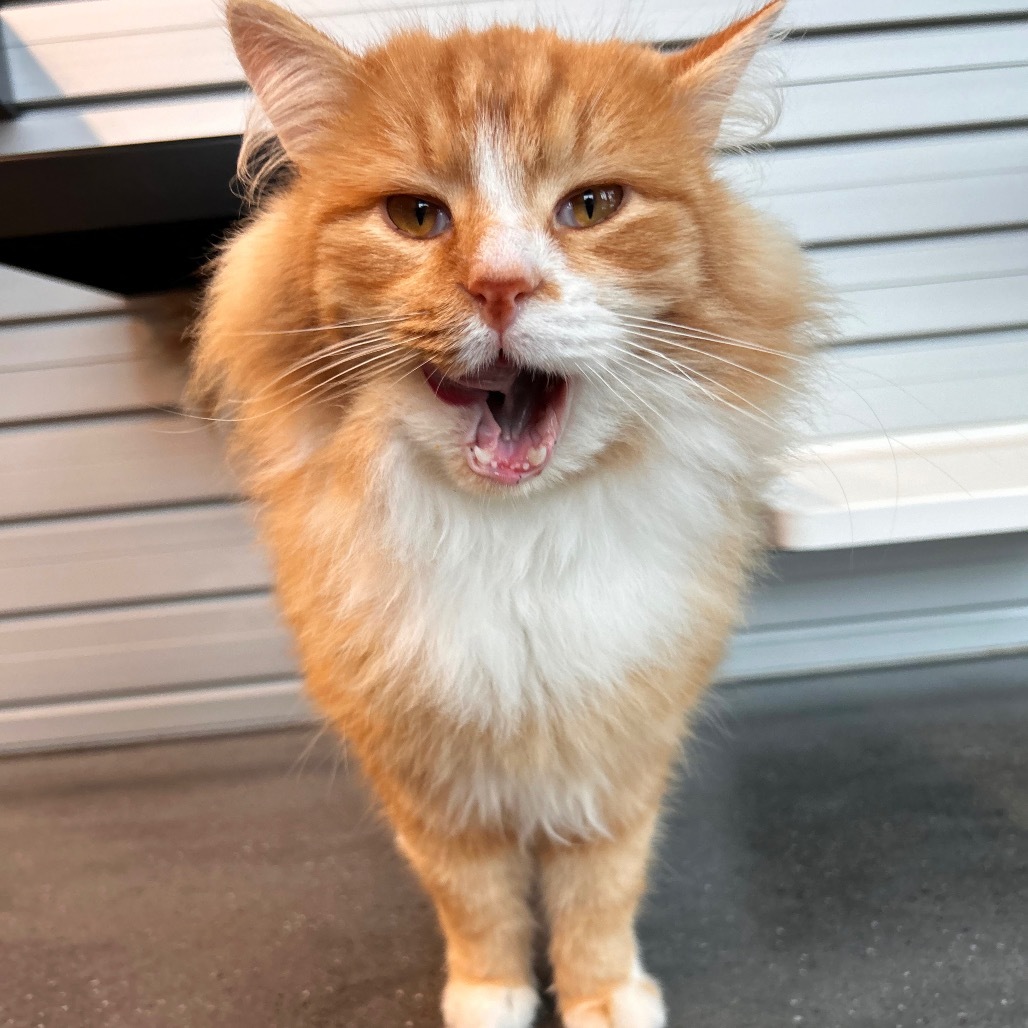 Punkin Pie, an adoptable Domestic Long Hair in Hailey, ID, 83333 | Photo Image 3