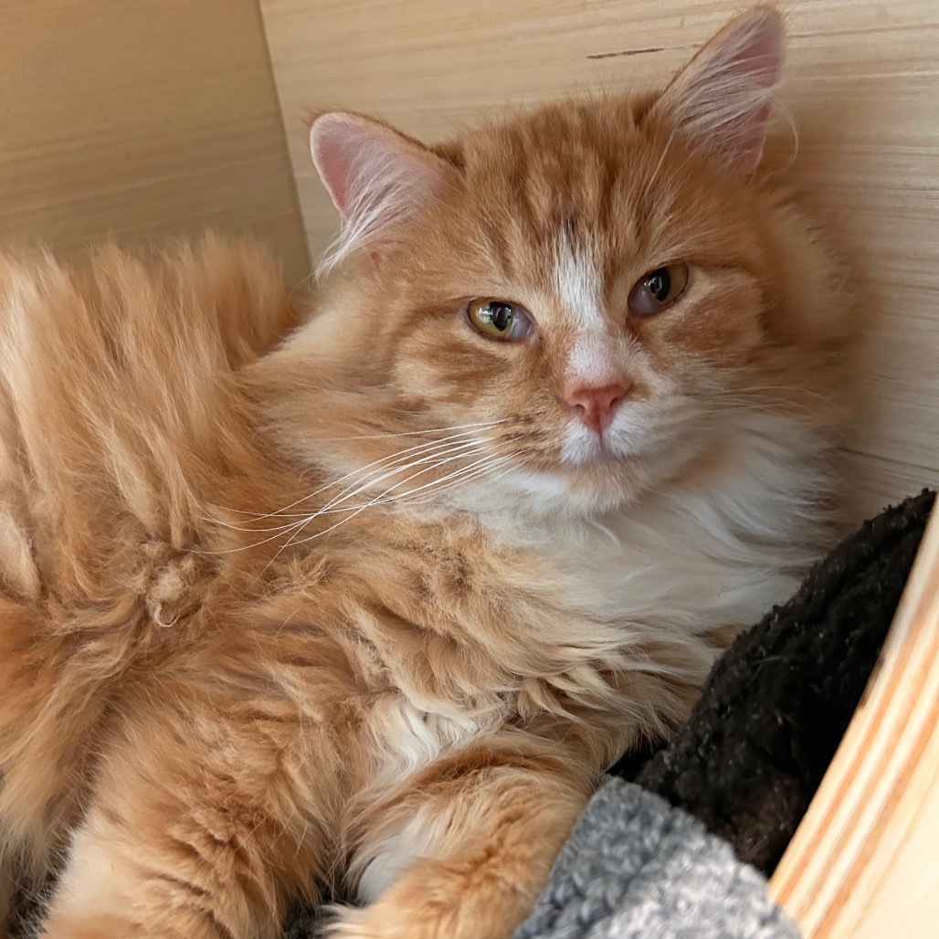 Punkin Pie, an adoptable Domestic Long Hair in Hailey, ID, 83333 | Photo Image 4