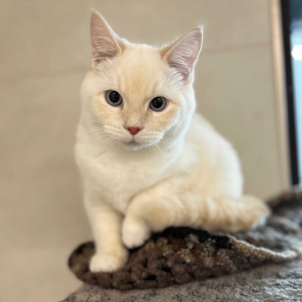 Fintan, an adoptable Domestic Short Hair in Hailey, ID, 83333 | Photo Image 1